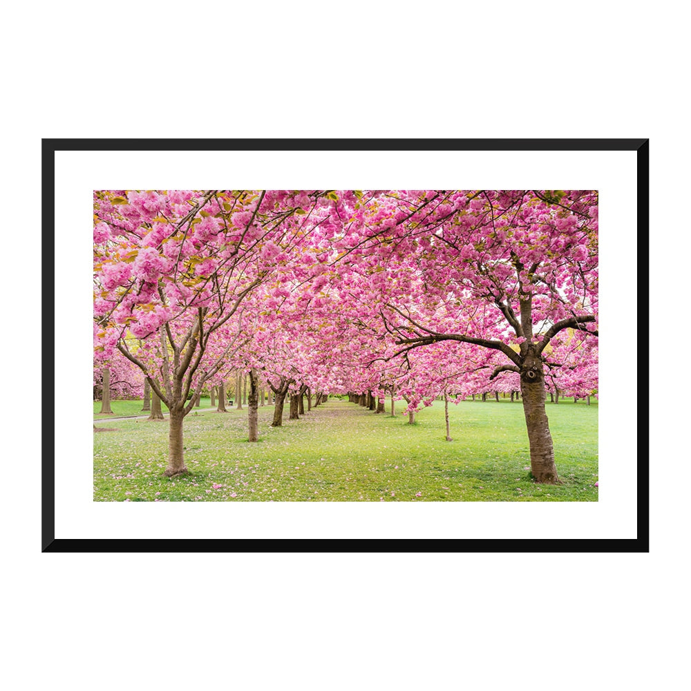 A Walk Down Cherry Lane