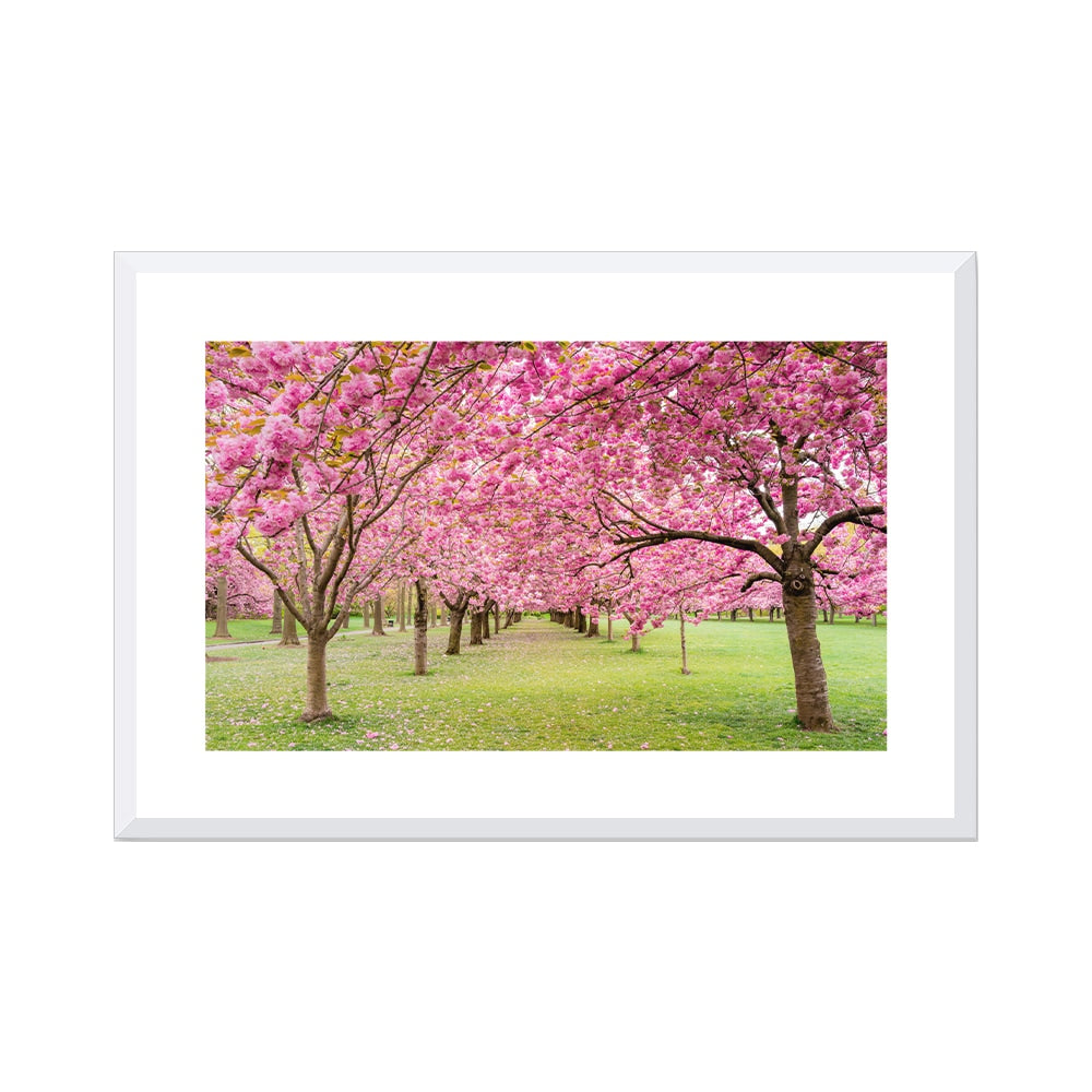 A Walk Down Cherry Lane