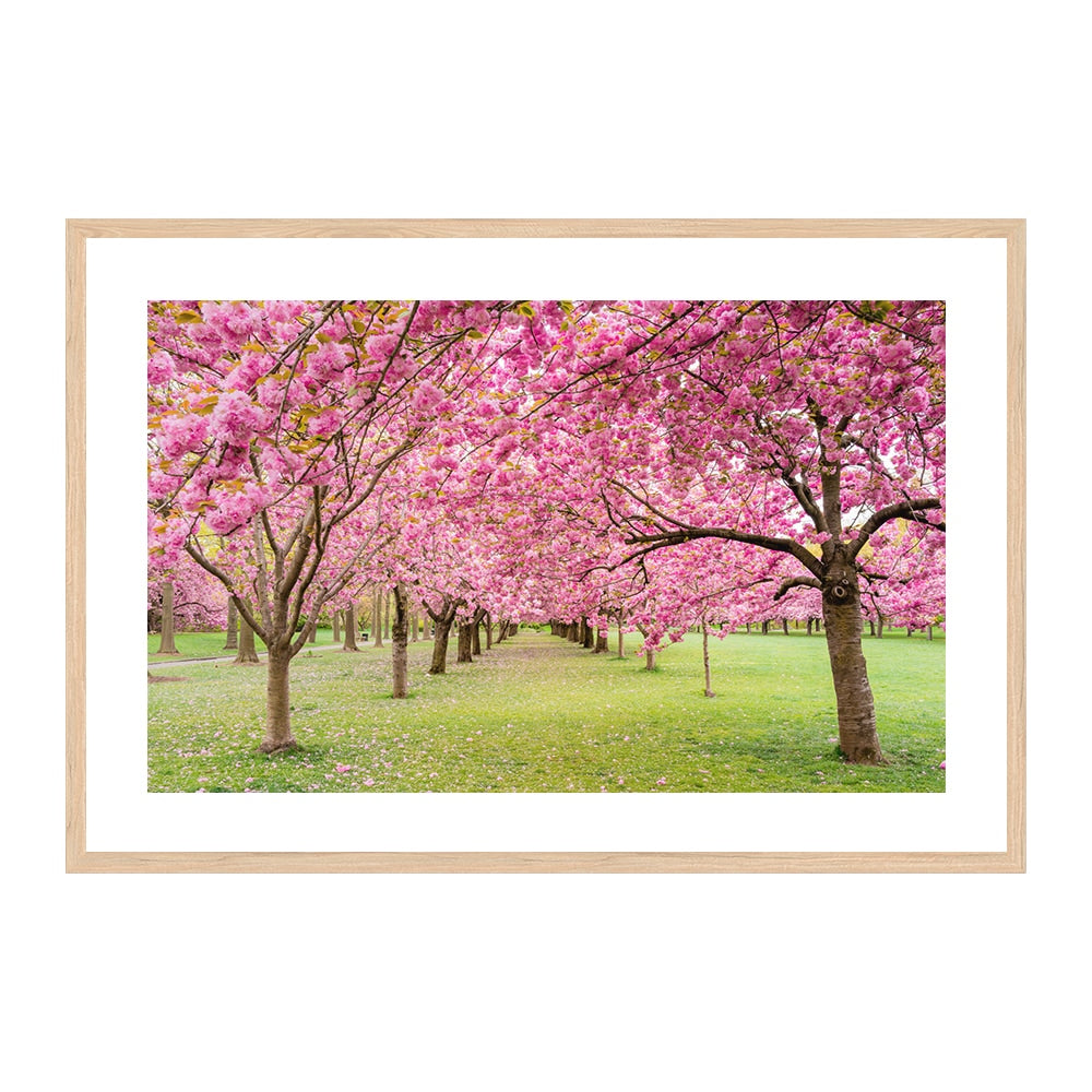 A Walk Down Cherry Lane