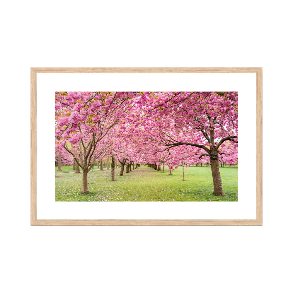 A Walk Down Cherry Lane