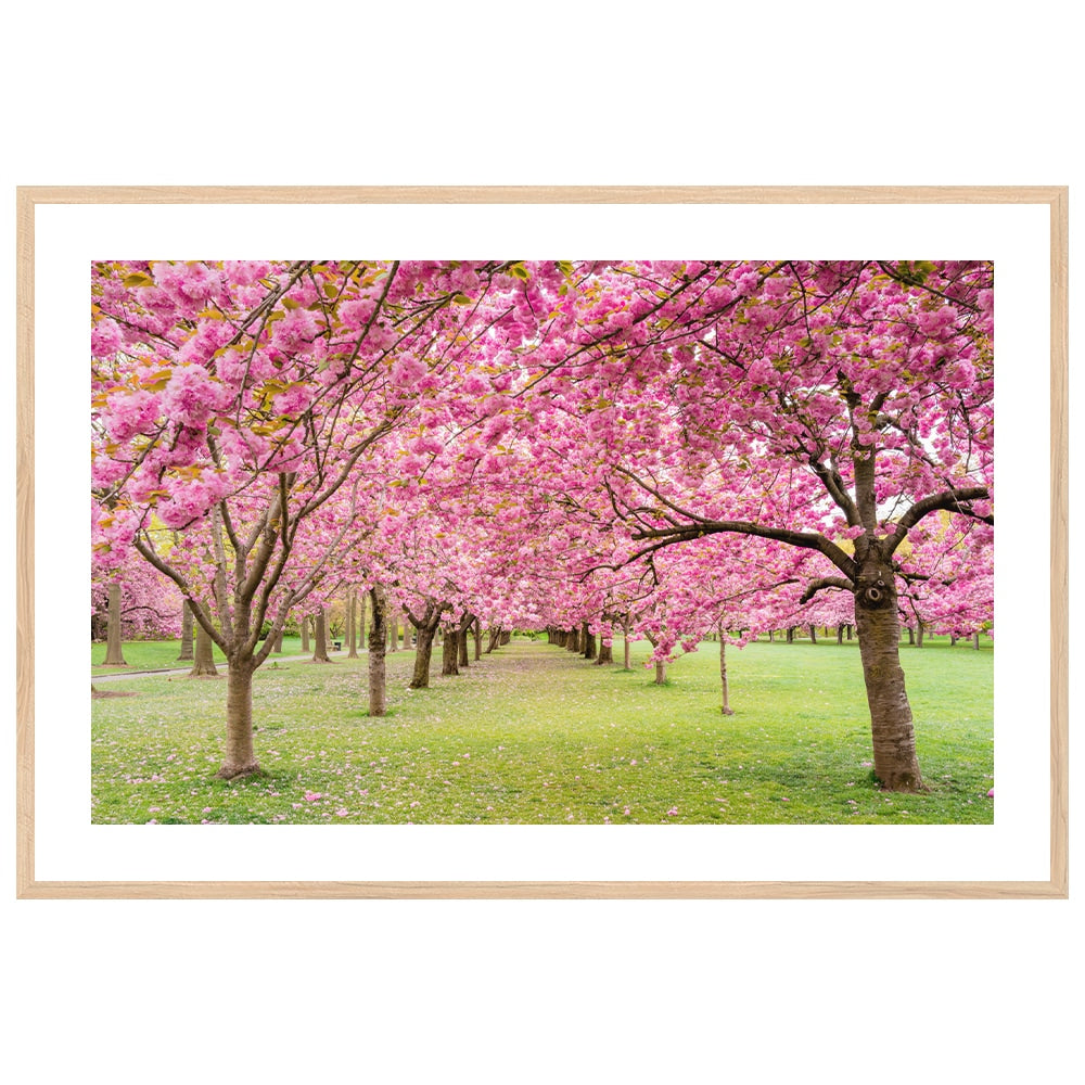 A Walk Down Cherry Lane