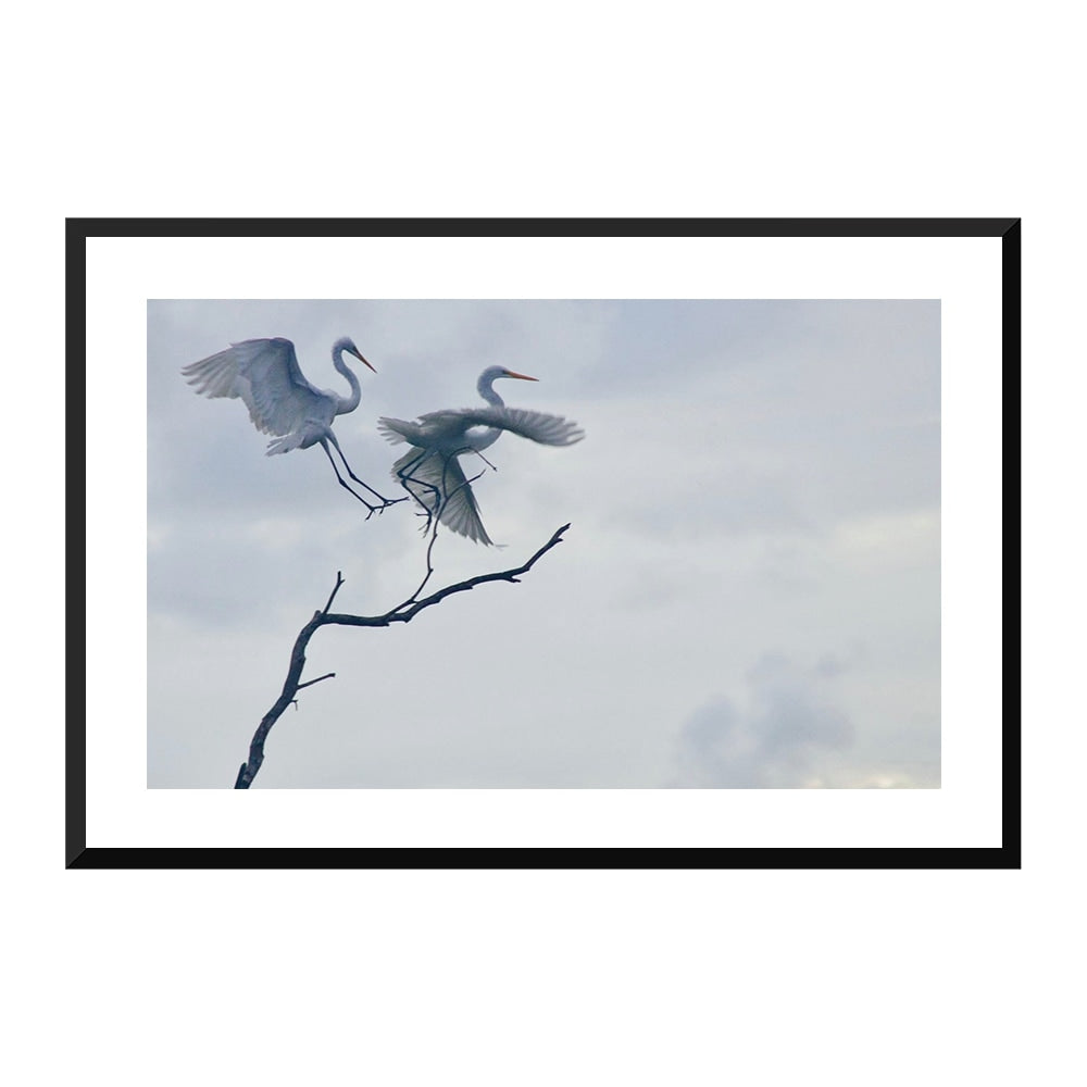 Graceful Egrets
