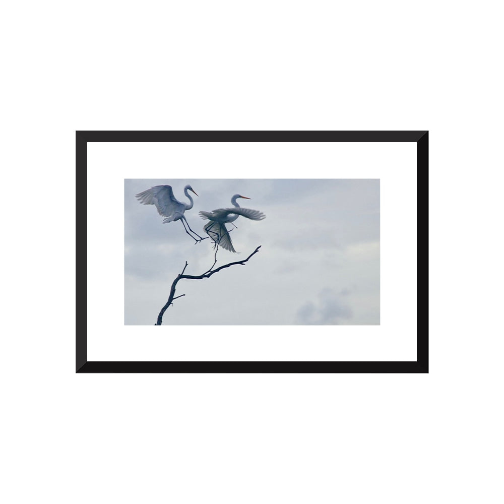 Graceful Egrets