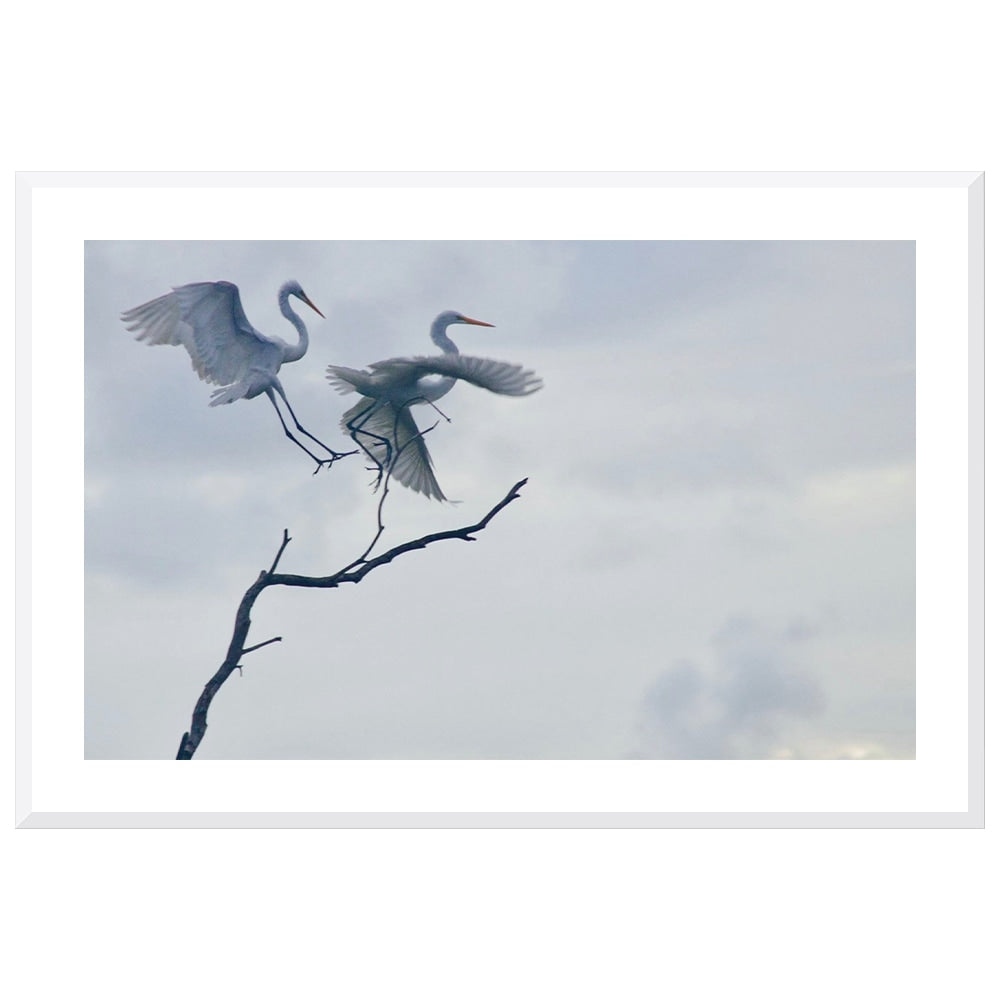 Graceful Egrets
