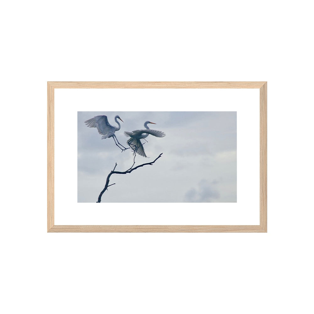Graceful Egrets