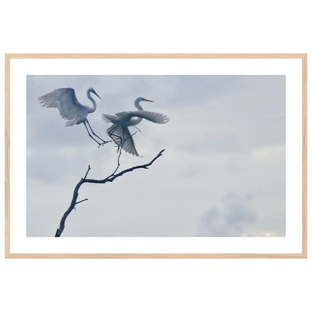 Graceful Egrets