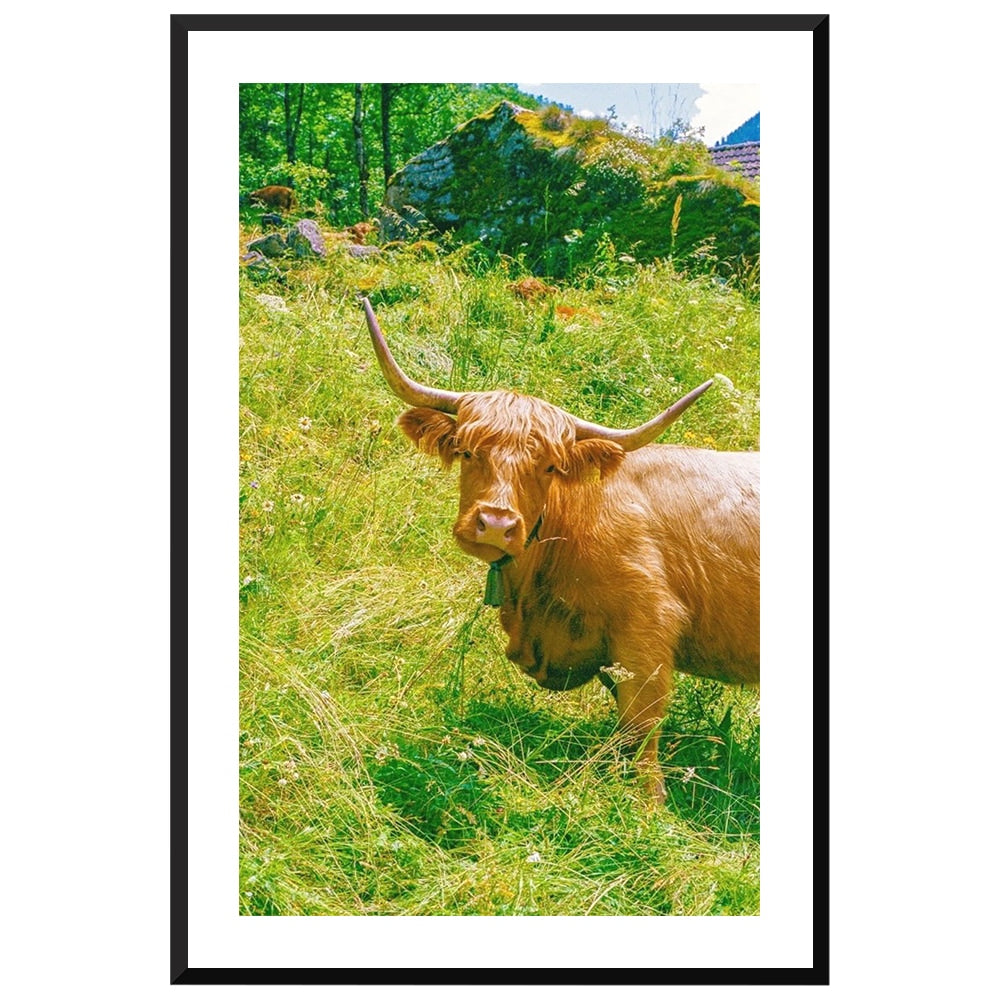 Highland Encounter