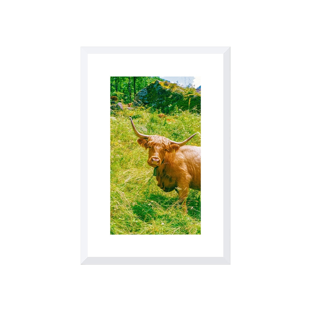 Highland Encounter