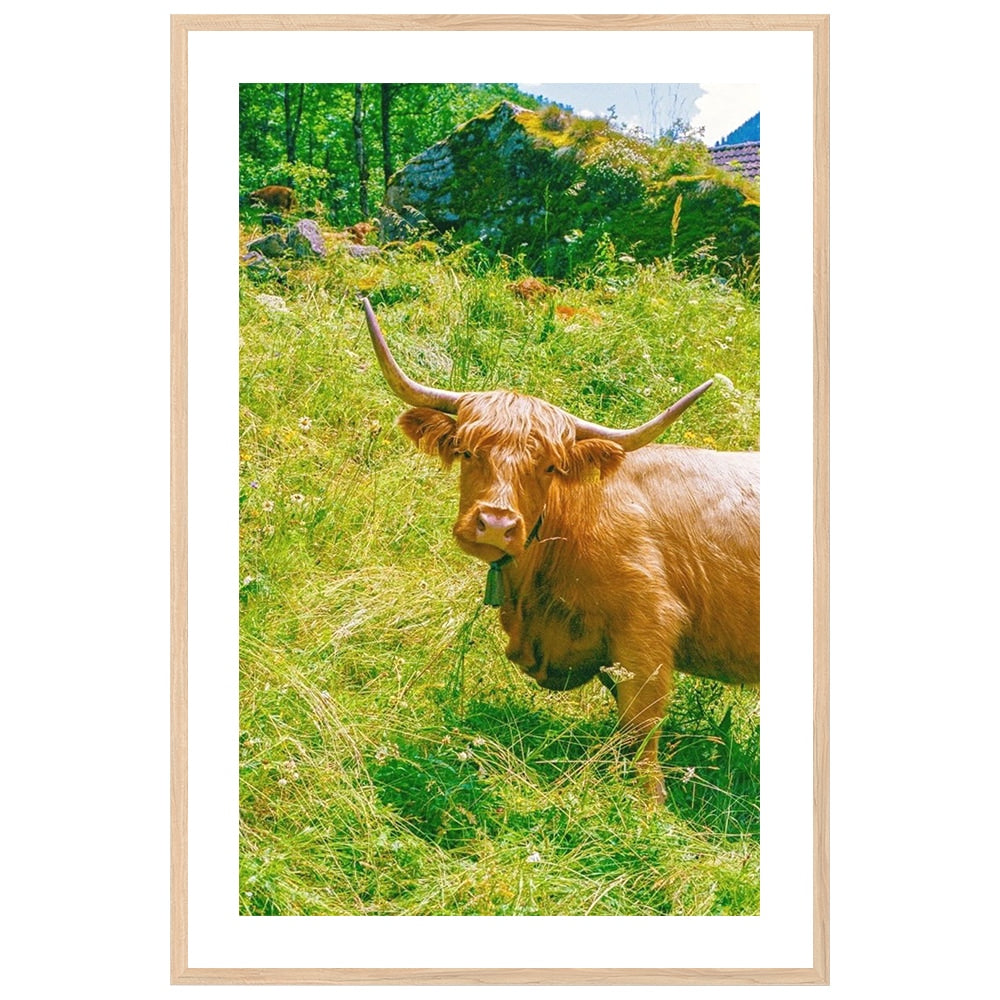 Highland Encounter