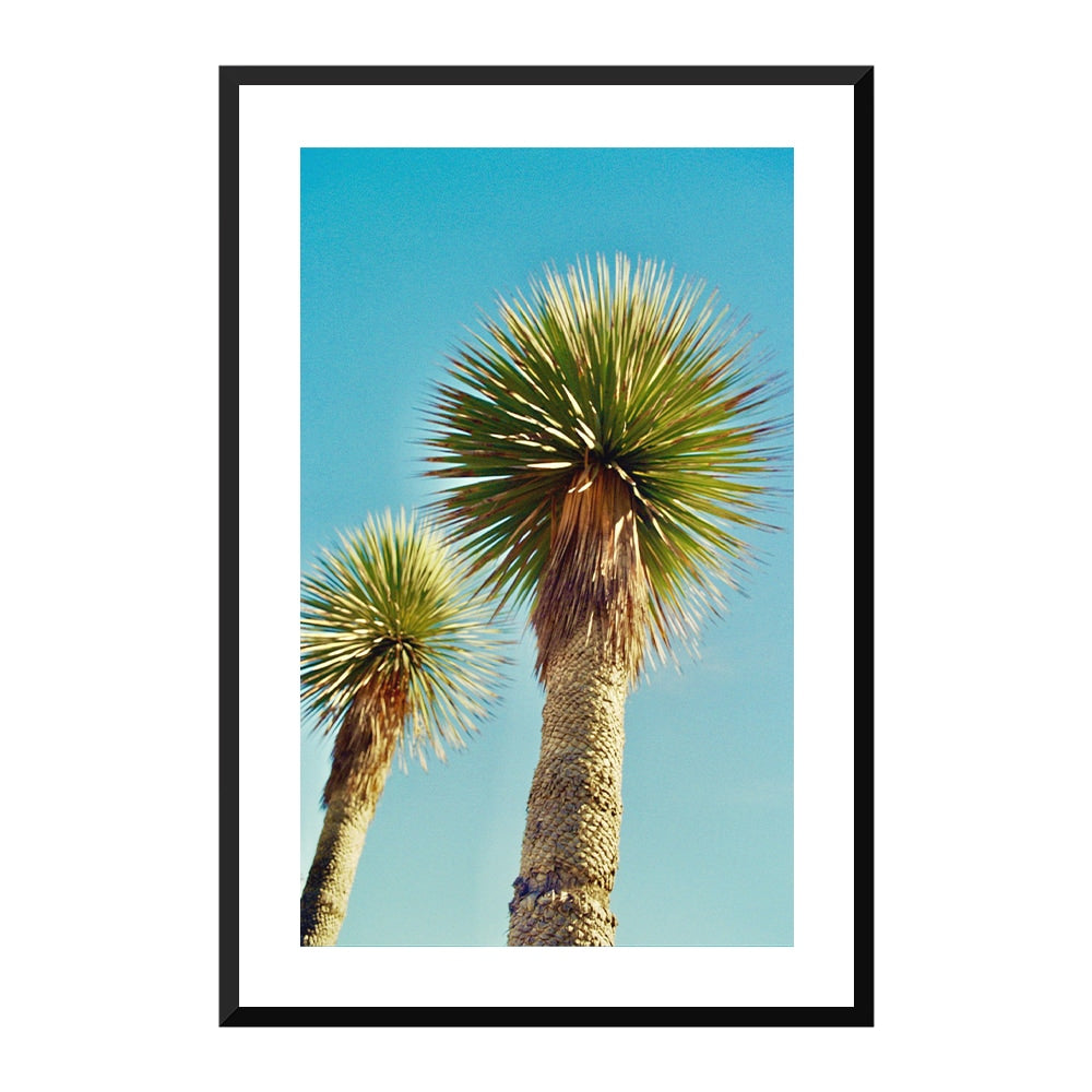 Lollipop Palms