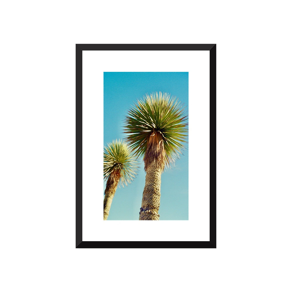 Lollipop Palms