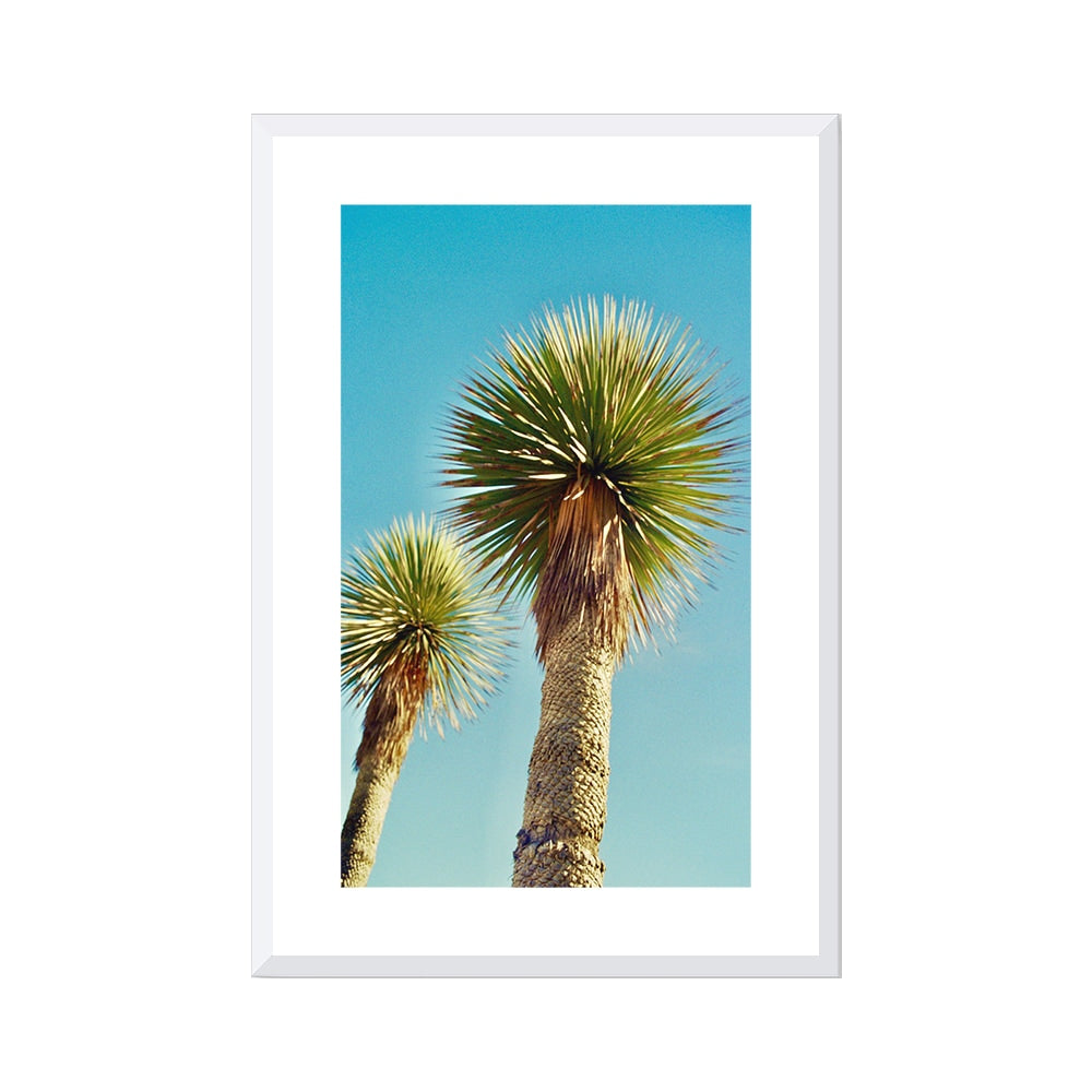Lollipop Palms