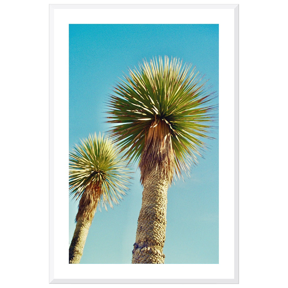 Lollipop Palms