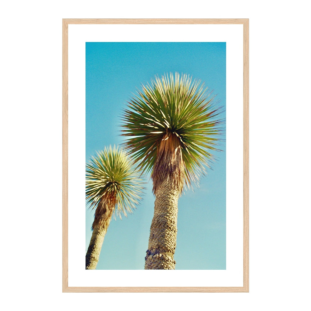 Lollipop Palms