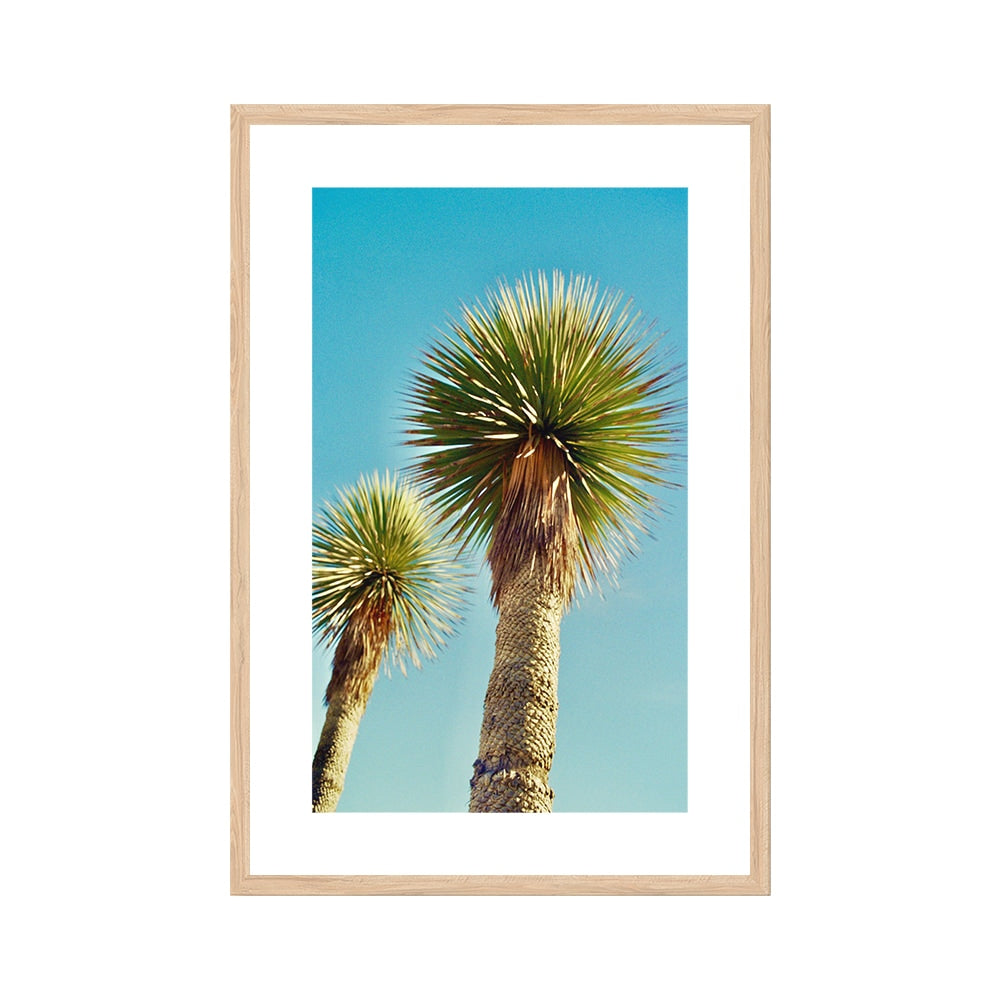 Lollipop Palms