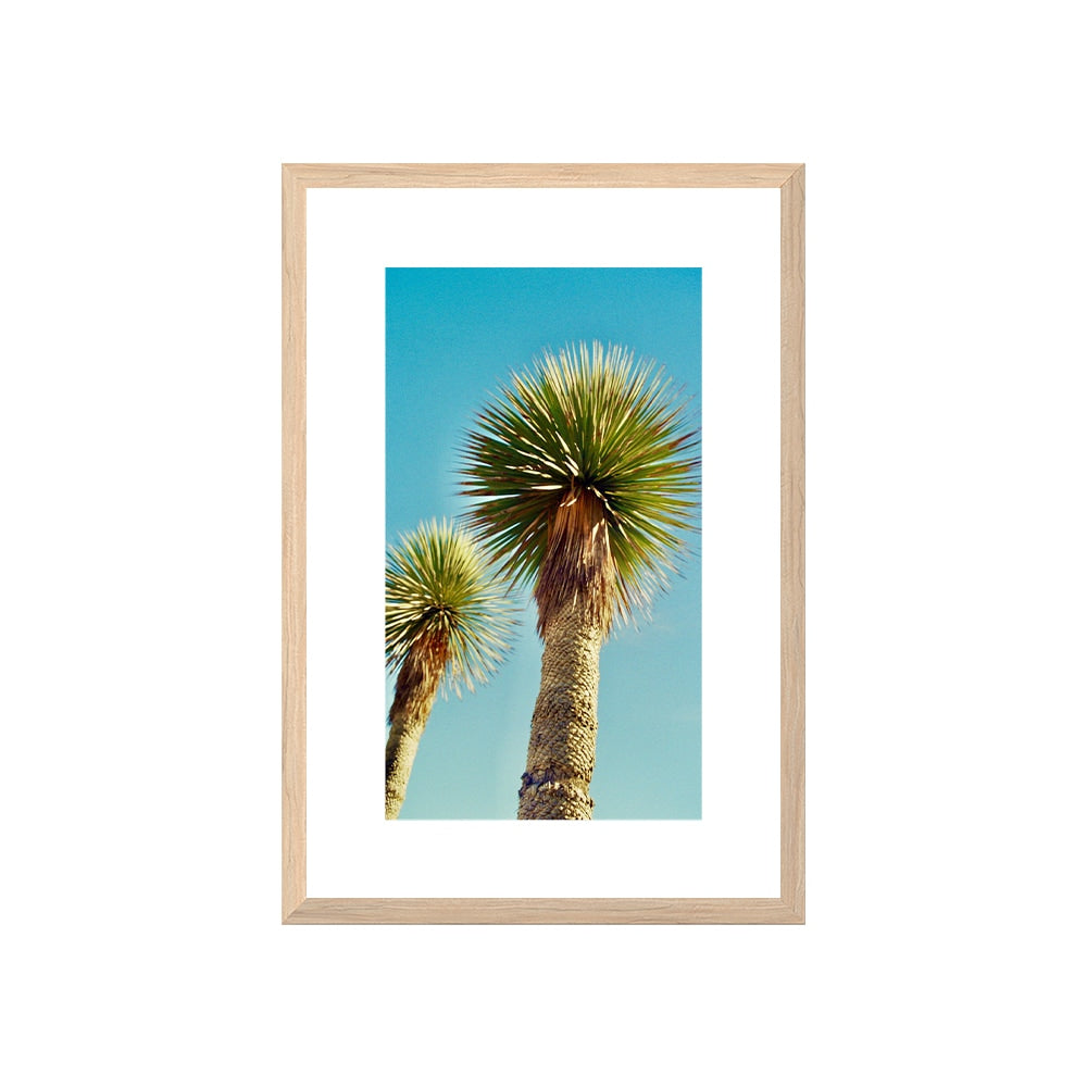 Lollipop Palms