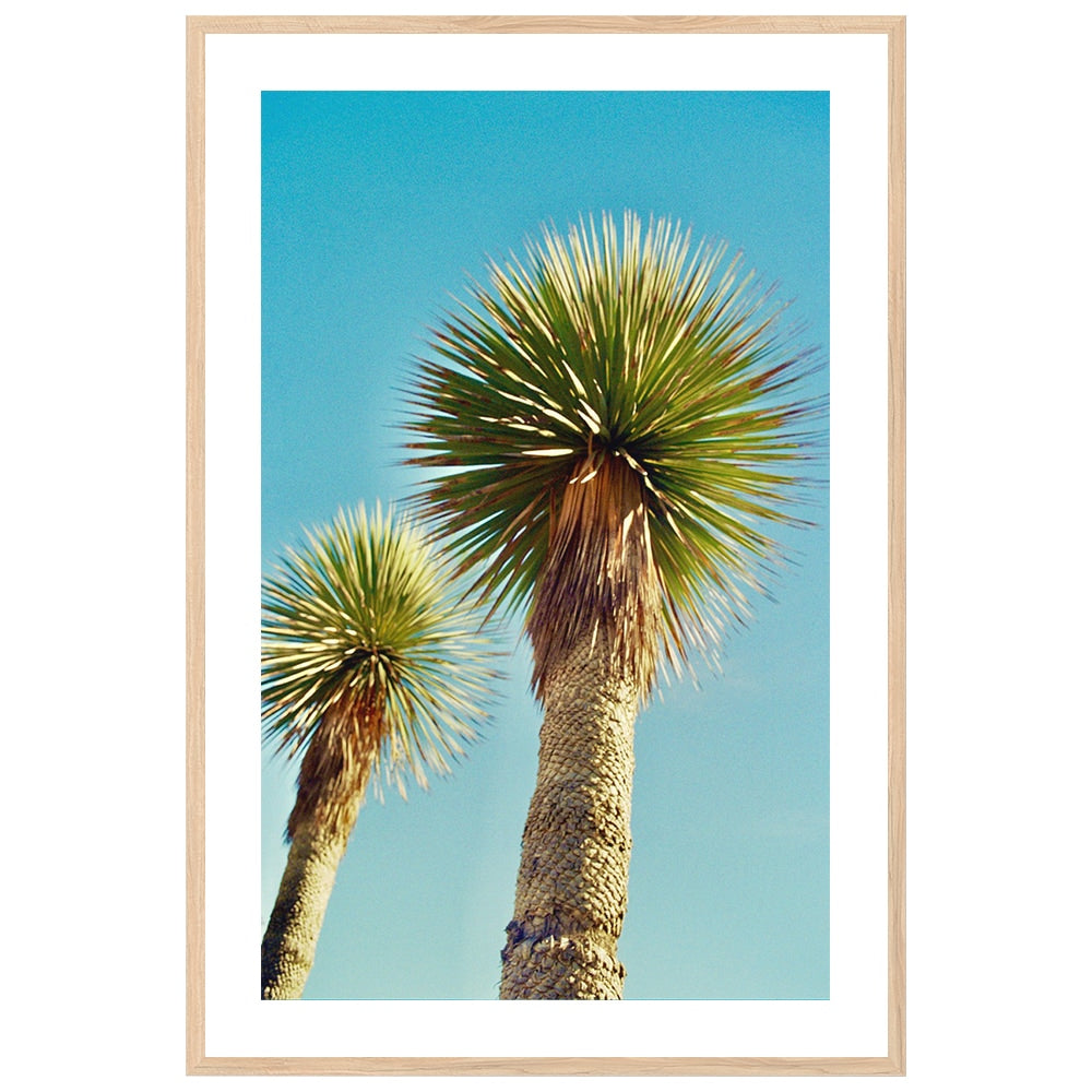 Lollipop Palms