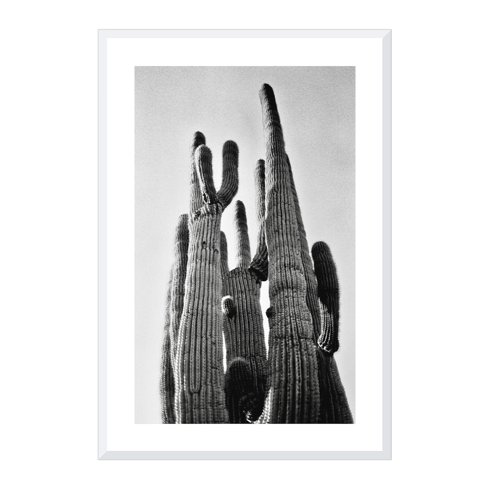 Saguaro
