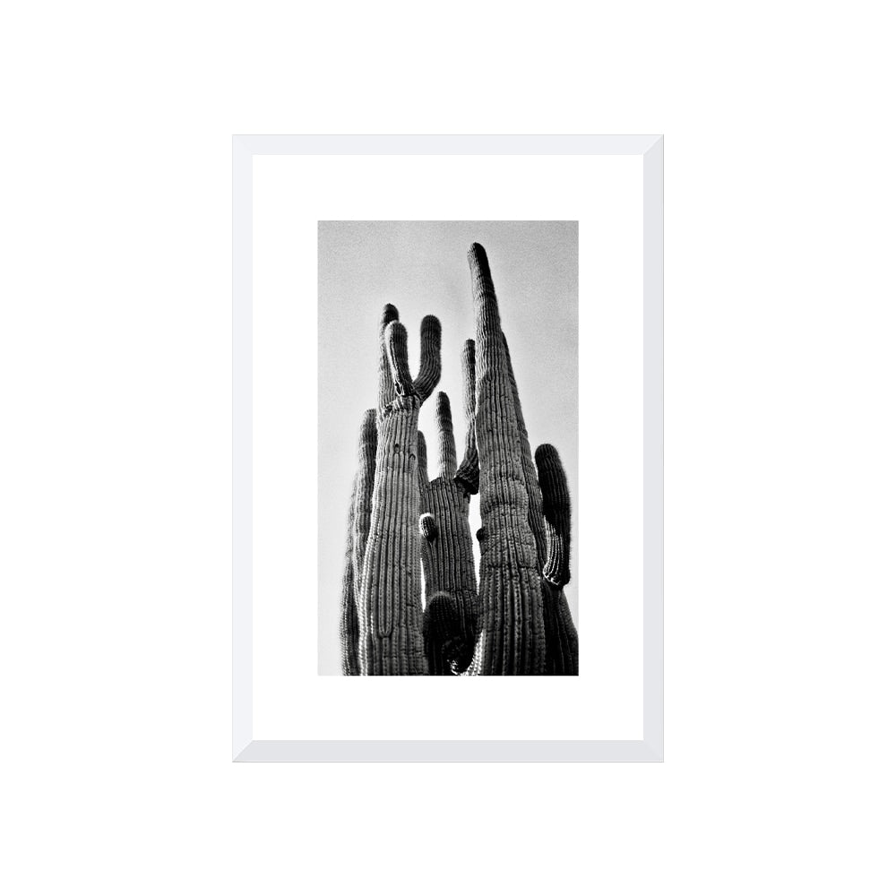 Saguaro