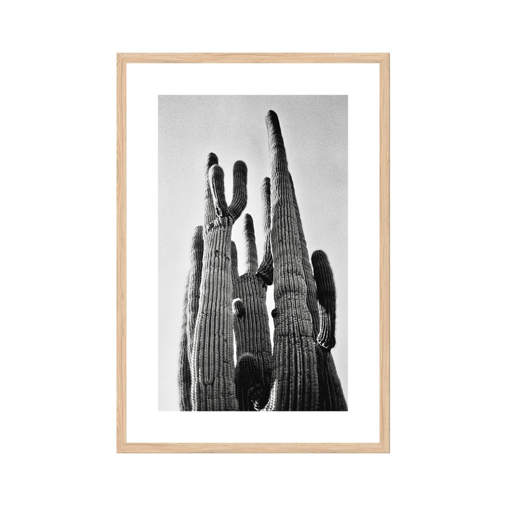 Saguaro