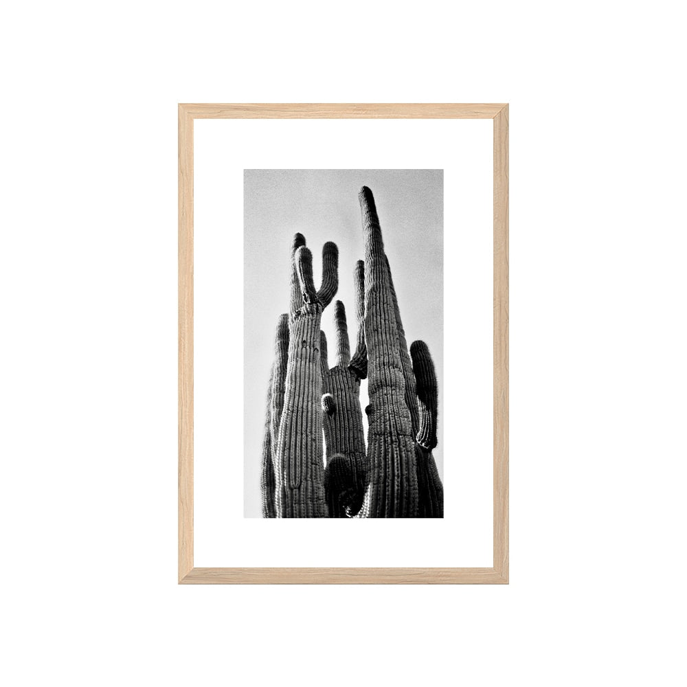 Saguaro