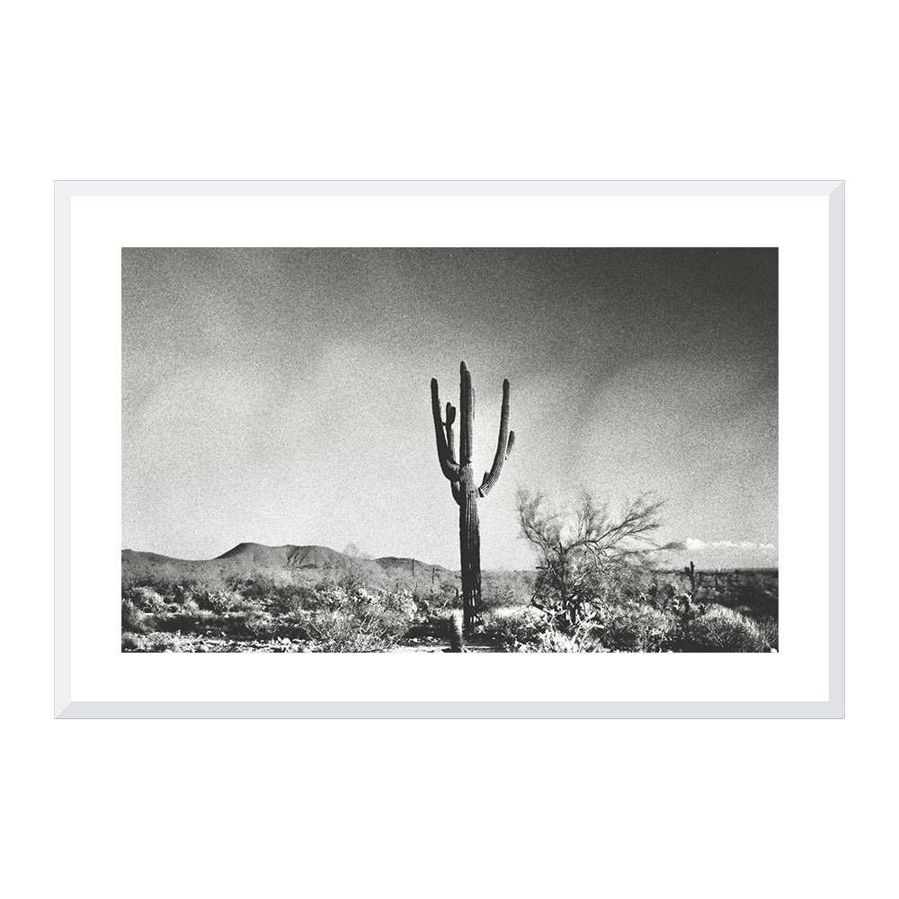 Sonoran Landscape