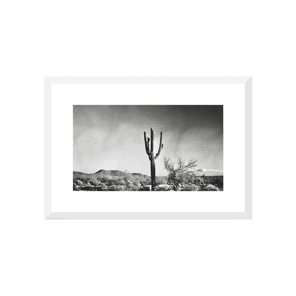 Sonoran Landscape