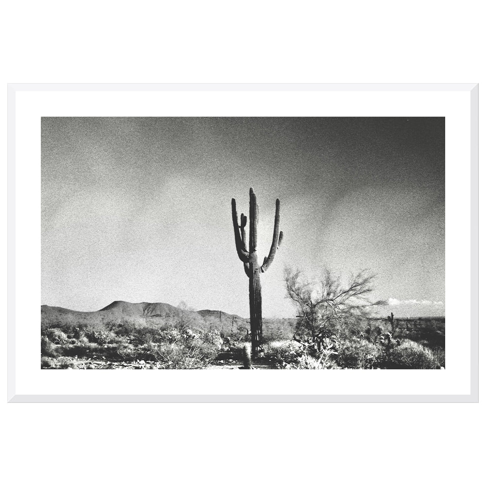 Sonoran Landscape