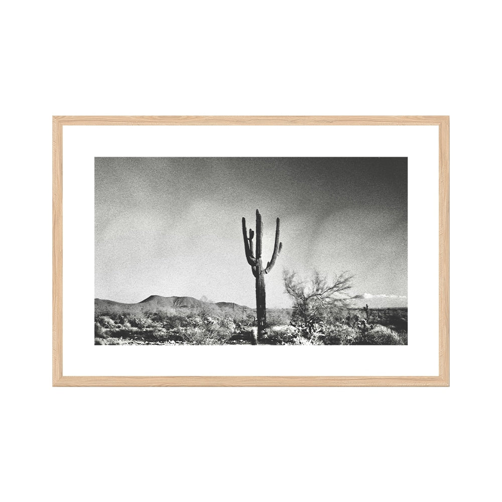 Sonoran Landscape