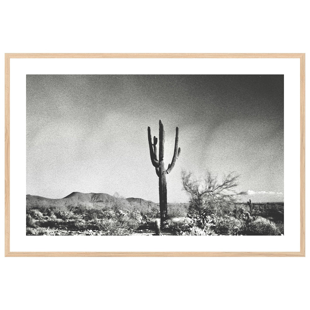 Sonoran Landscape