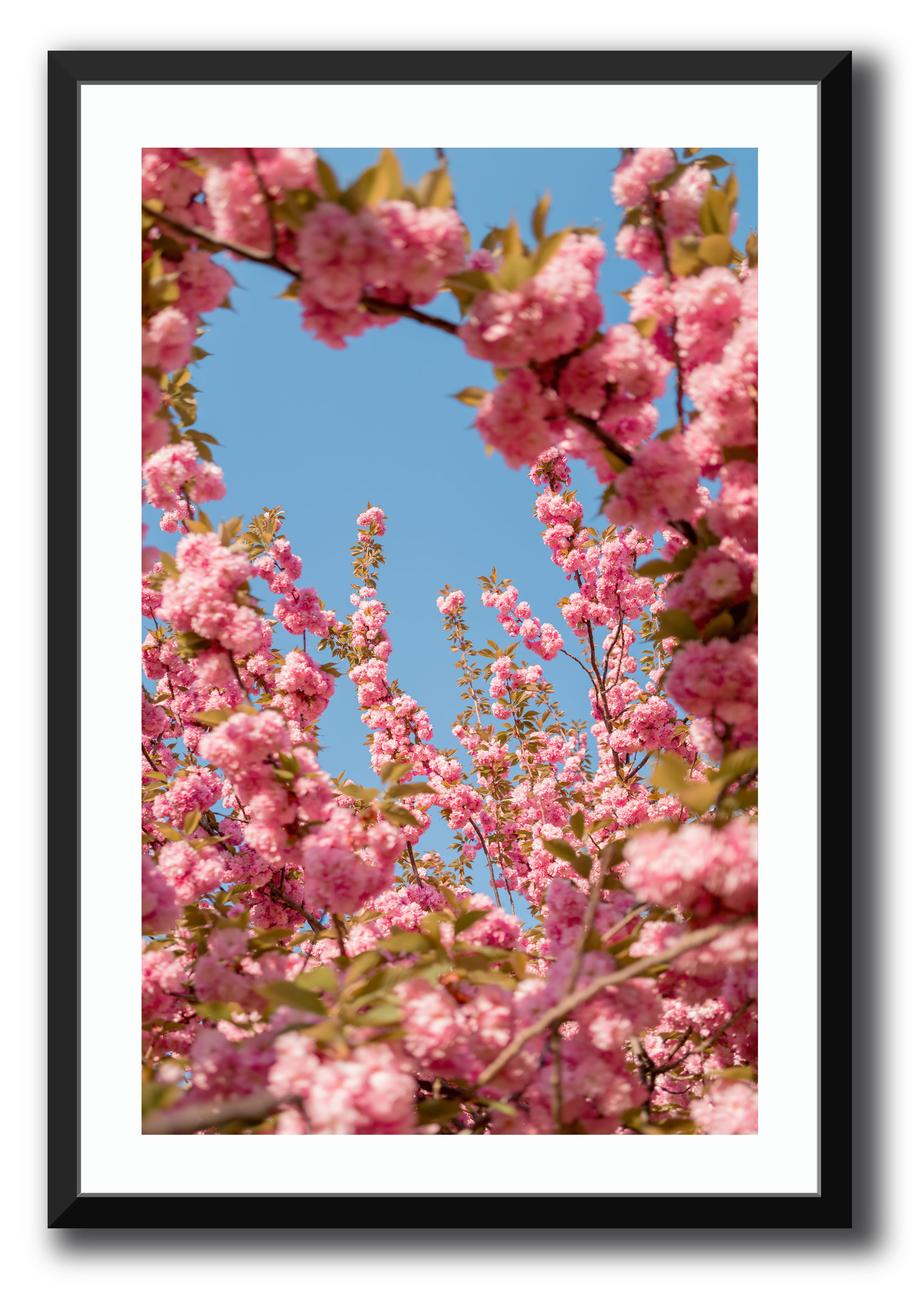 A Moment in Bloom