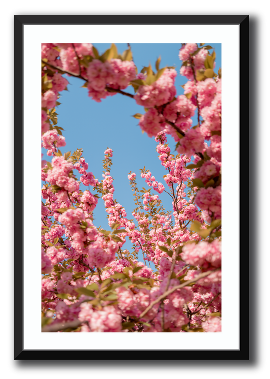 A Moment in Bloom