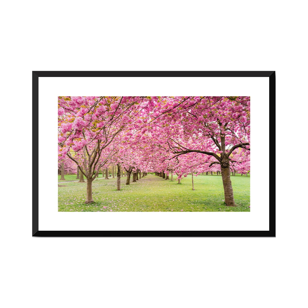 A Walk Down Cherry Lane
