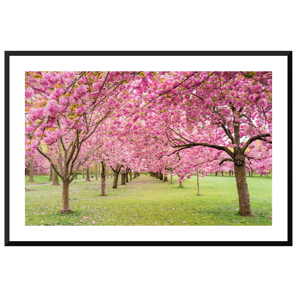 A Walk Down Cherry Lane
