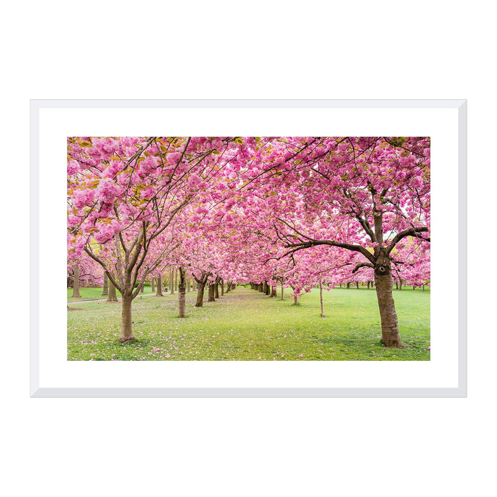 A Walk Down Cherry Lane