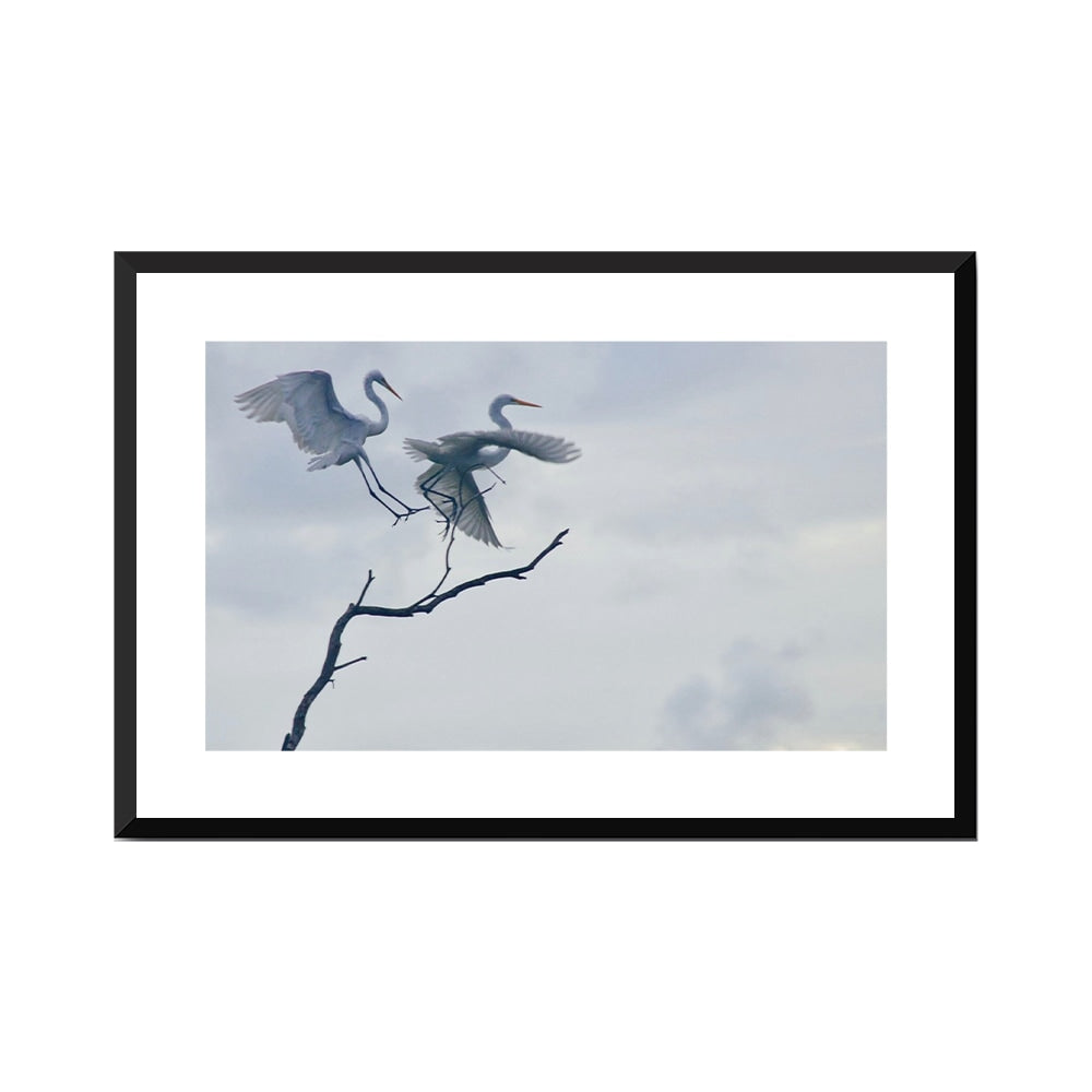 Graceful Egrets