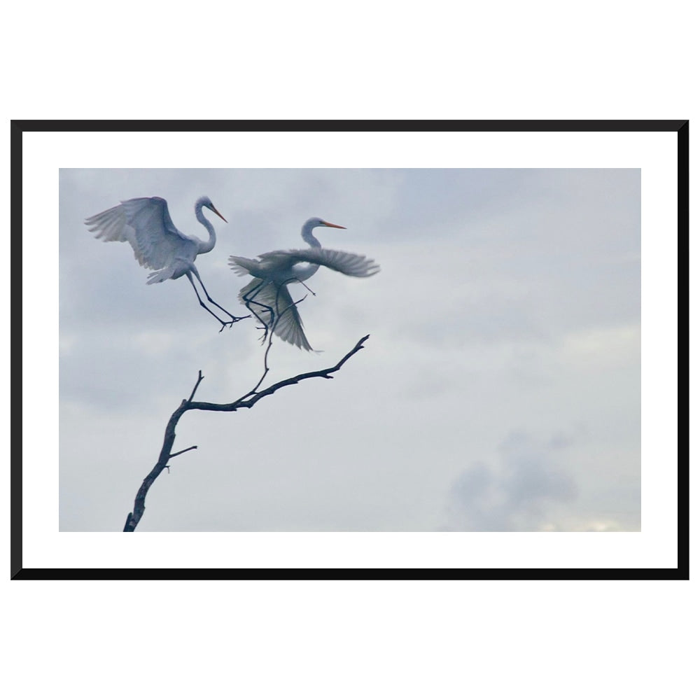 Graceful Egrets