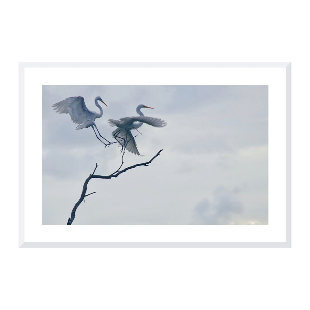 Graceful Egrets