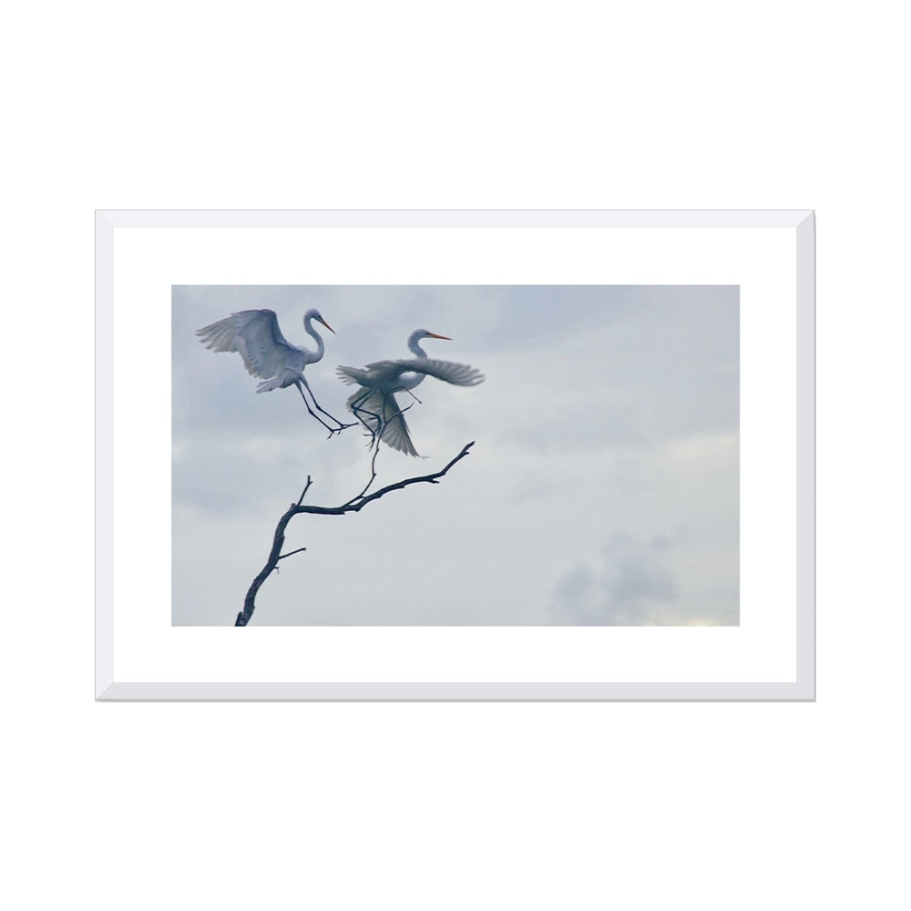 Graceful Egrets