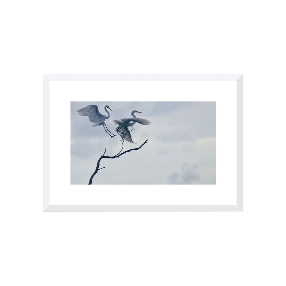 Graceful Egrets