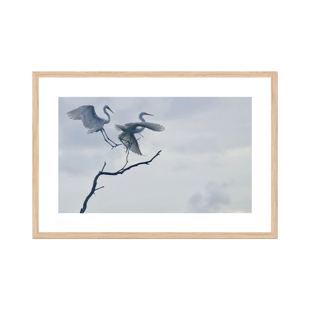 Graceful Egrets