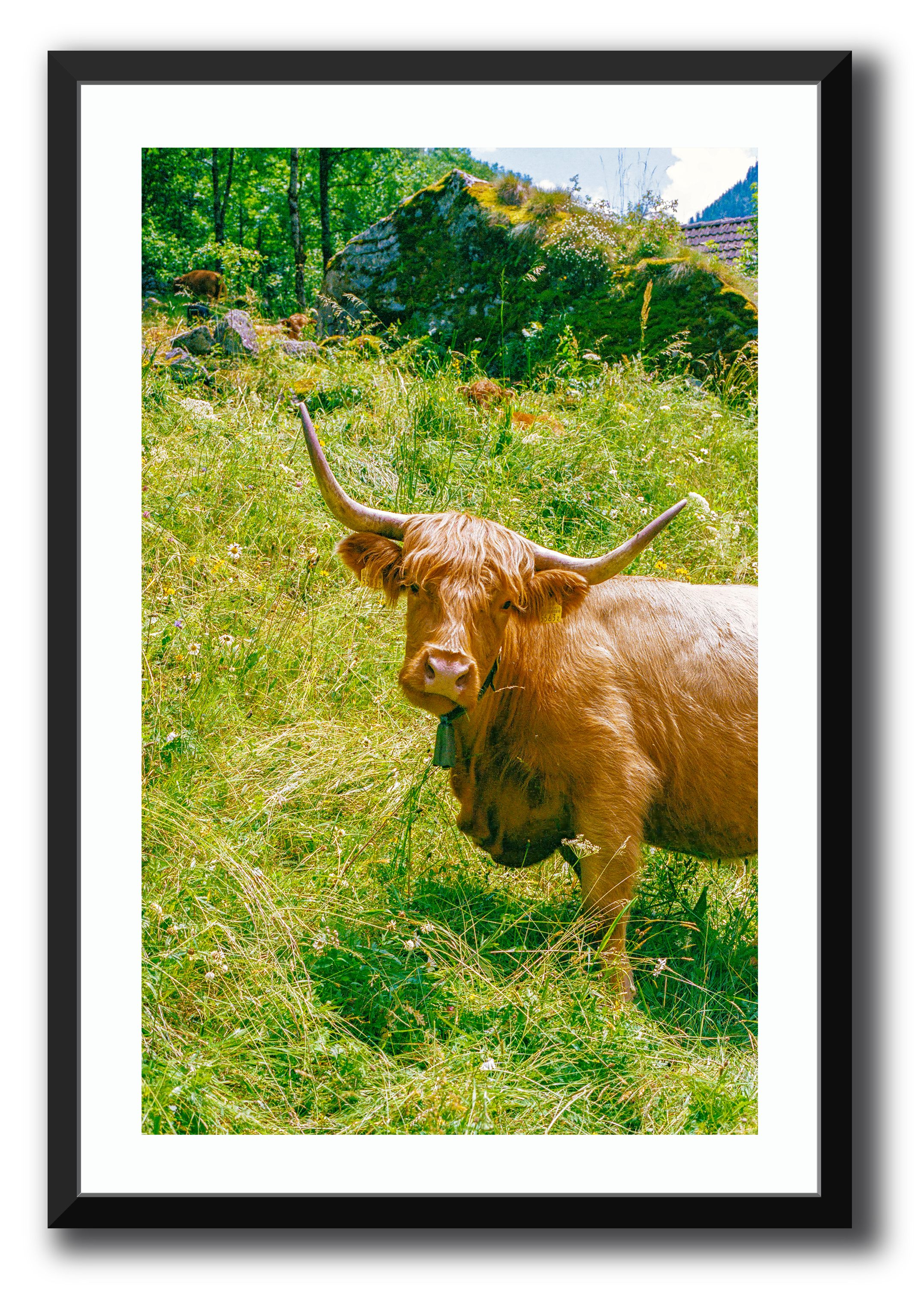 Highland Encounter