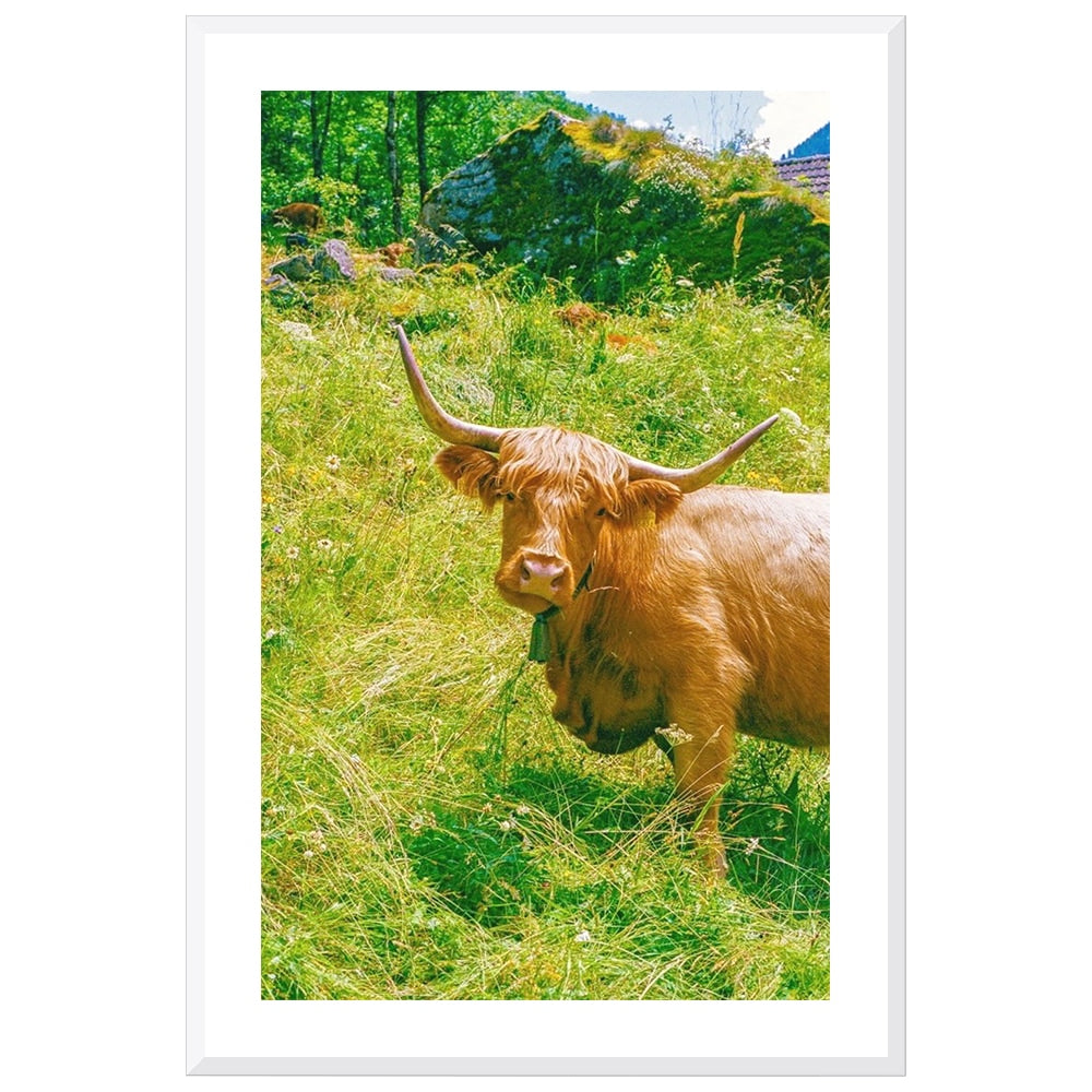 Highland Encounter