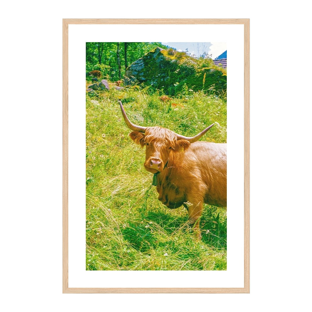 Highland Encounter