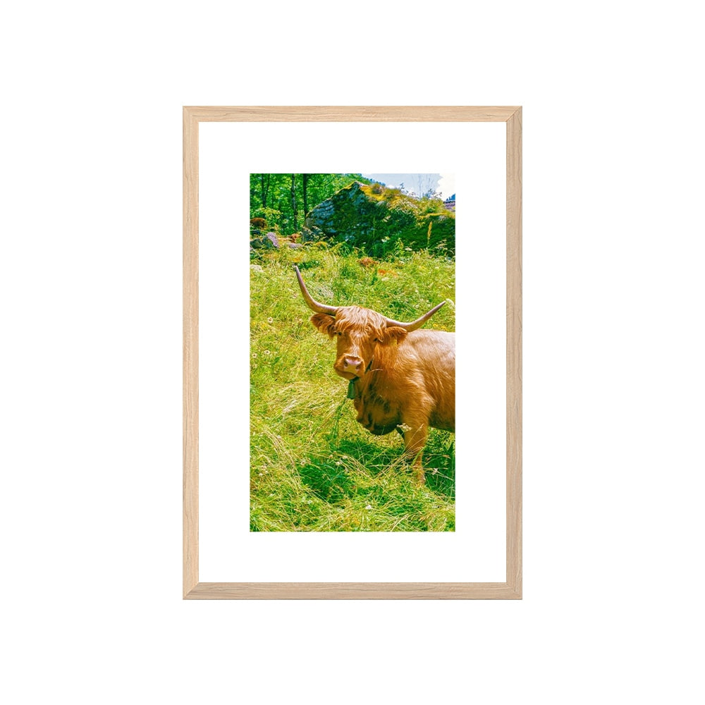Highland Encounter