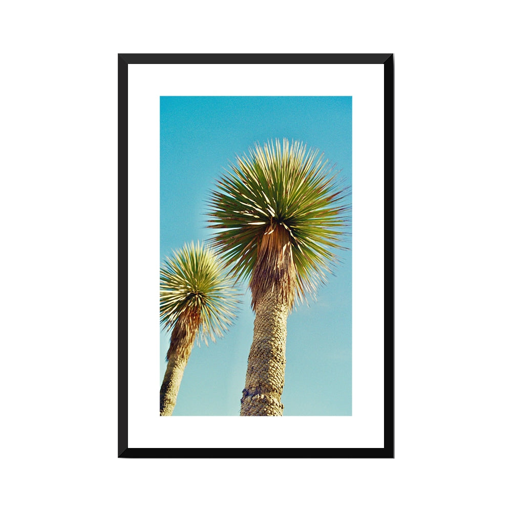 Lollipop Palms