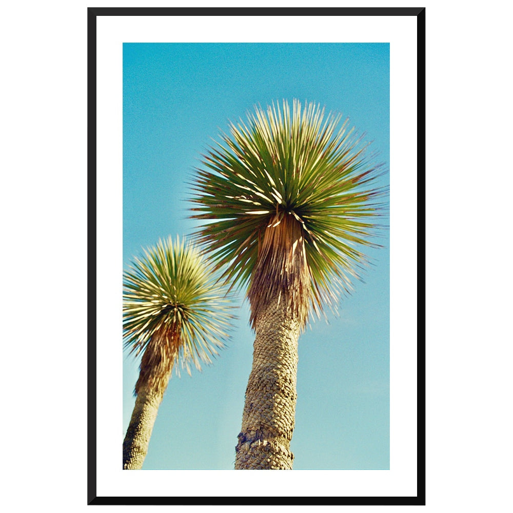 Lollipop Palms