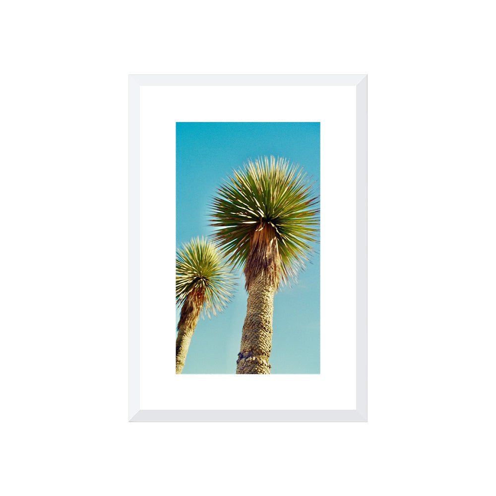 Lollipop Palms