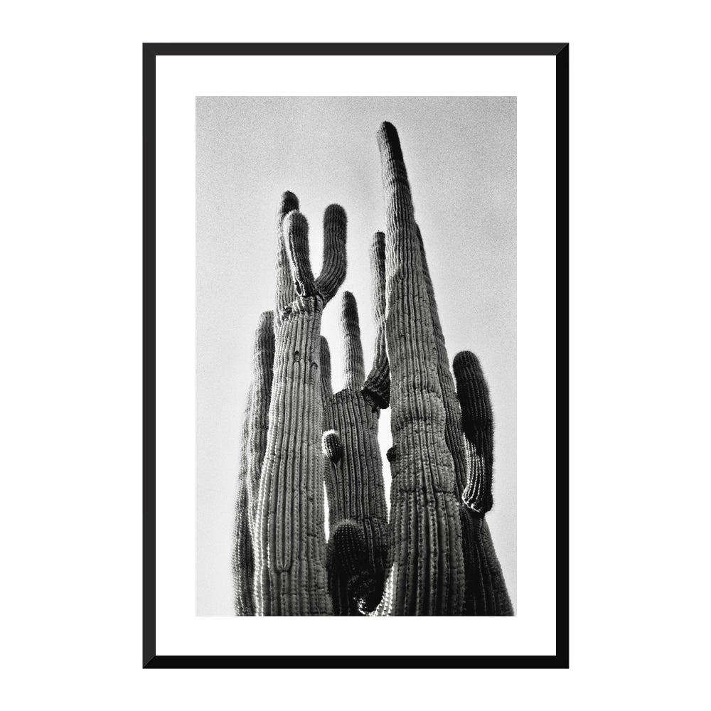 Saguaro