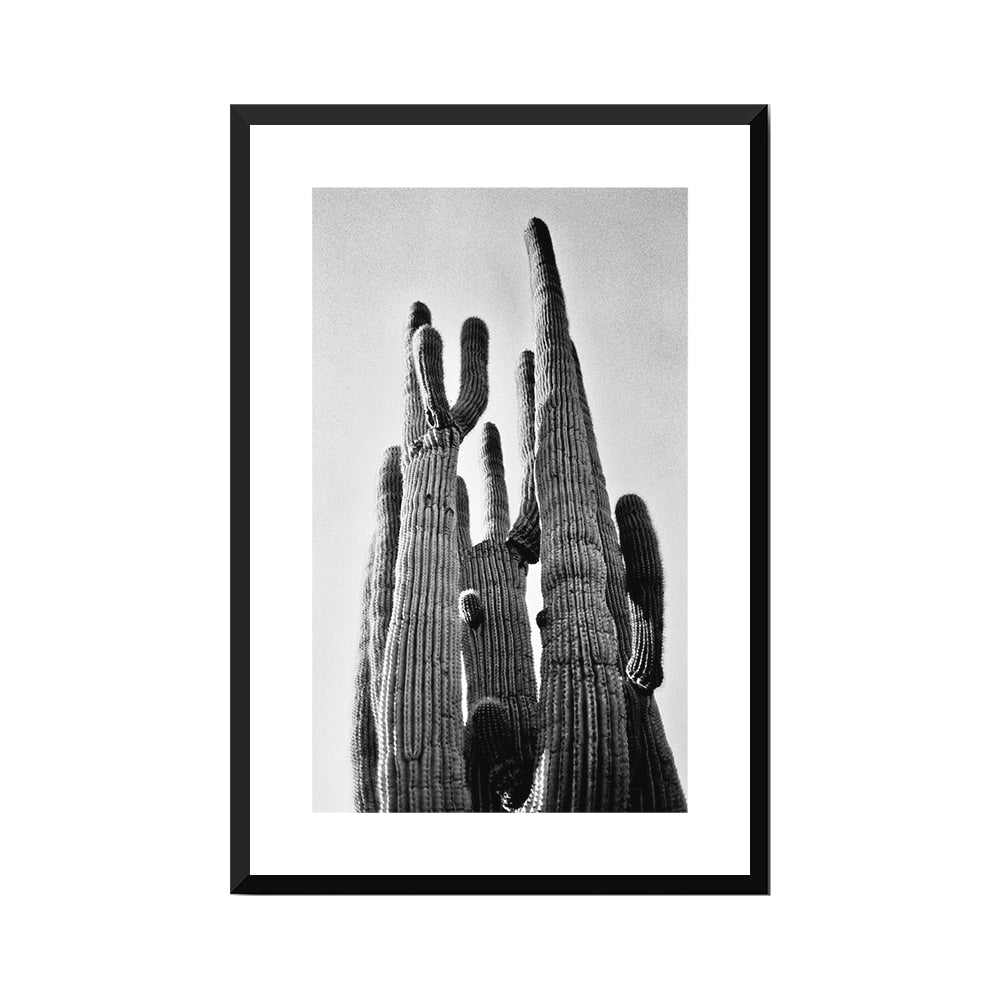 Saguaro